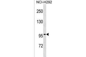 ZN Antibody (N-term) (ABIN1539503 and ABIN2850374) western blot analysis in NCI- cell line lysates (35 μg/lane). (ZNF229 antibody  (N-Term))