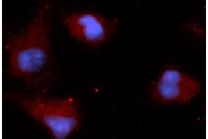Immunofluorescence (IF) image for anti-Stanniocalcin 2 (STC2) (AA 25-302) antibody (APC) (ABIN5566189)