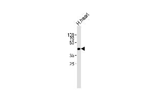 Western blot analysis of lysate from human heart tissue lysate, using OR13C9 Antibody (N-term) (ABIN6243931 and ABIN6577508). (OR13C9 antibody  (N-Term))