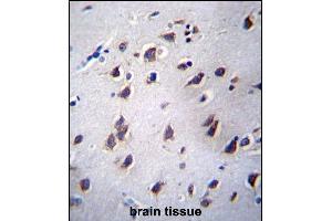 LSM12 Antibody (C-term) (ABIN657035 and ABIN2846208) immunohistochemistry analysis in formalin fixed and paraffin embedded human brain tissue followed by peroxidase conjugation of the secondary antibody and DAB staining. (LSM12B antibody  (C-Term))