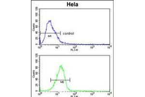 Flow cytometric analysis of Hela cells (bottom histogram) compared to a negative control cell (top histogram). (DPP8 antibody  (N-Term))