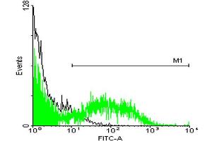 FACS analysis of ES-2 cells stained with STIP1 monoclonal antibody clone 2E1 (Green) and non-stained ES-2 cells (Black) as negative control. (STIP1 antibody  (AA 1-543))