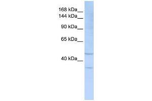 SIGLEC7 antibody used at 1 ug/ml to detect target protein. (SIGLEC7 antibody  (Middle Region))