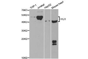 Western Blotting (WB) image for anti-Friend Leukemia Virus Integration 1 (FLI1) antibody (ABIN1876845) (FLI1 antibody)