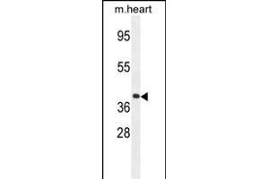 GNA15 Antibody (C-term) (ABIN654440 and ABIN2844174) western blot analysis in mouse heart tissue lysates (35 μg/lane). (GNA15 antibody  (C-Term))