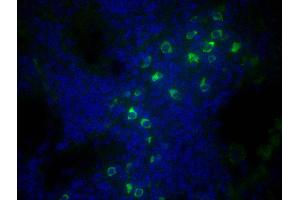 Paraffin embedded mouse lymph node section was stained with Goat Anti-Mouse IgM, Human ads-BIOT and DAPI. (Goat anti-Mouse IgM (Heavy Chain) Antibody (Biotin))