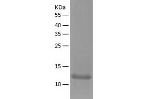 Western Blotting (WB) image for Golgin A7 (GOLGA7) (AA 1-137) protein (His tag) (ABIN7287764) (Golgin A7 Protein (GOLGA7) (AA 1-137) (His tag))