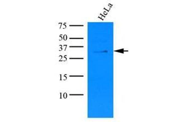 KCTD15 antibody  (N-Term)