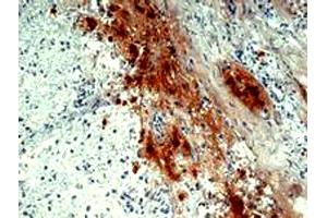 Immunohistochemistry staining of human pituitary gland (frozen sections) with POMC monoclonal antibody, clone B31.