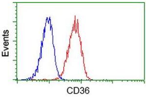 Image no. 2 for anti-CD36 (CD36) antibody (ABIN1497274) (CD36 antibody)