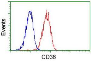 Image no. 2 for anti-CD36 (CD36) antibody (ABIN1497274)