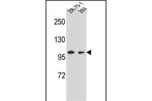 GRIP2 Antibody (Center) (ABIN656904 and ABIN2846101) western blot analysis in ZR-75-1,293 cell line lysates (35 μg/lane). (GRIP2 antibody  (AA 620-649))