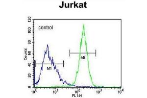 CWC22 Antibody (N-term) flow cytometric analysis of Jurkat cells (right histogram) compared to a negative control cell (left histogram). (CWC22 antibody  (N-Term))