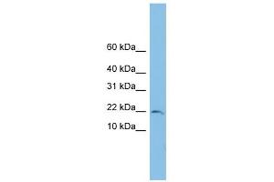 TRAPPC1 antibody used at 1 ug/ml to detect target protein. (TRAPPC1 antibody  (Middle Region))