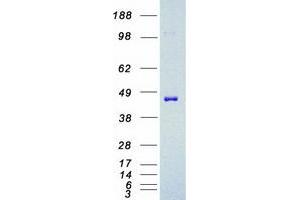 Validation with Western Blot (MEK2 Protein (Myc-DYKDDDDK Tag))