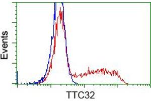 HEK293T cells transfected with either RC209334 overexpress plasmid (Red) or empty vector control plasmid (Blue) were immunostained by anti-TTC32 antibody (ABIN2453735), and then analyzed by flow cytometry. (TTC32 antibody)