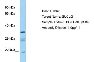 Western Blotting (WB) image for anti-Succinate-CoA Ligase, alpha Subunit (SUCLG1) (C-Term) antibody (ABIN2790136) (SUCLG1 antibody  (C-Term))