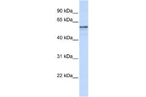 WB Suggested Anti-TMEM195 Antibody Titration:  0. (TMEM195 antibody  (N-Term))