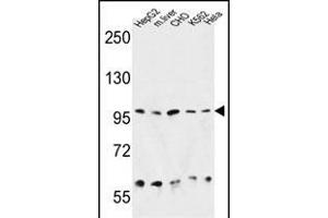 HSP90B1 Antibody (N-term) (ABIN651092 and ABIN2840067) western blot analysis in HepG2, CHO, K562, Hela cell line and mouse liver tissue lysates (35 μg/lane). (GRP94 antibody  (N-Term))