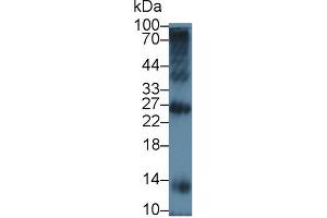 Western Blot; Sample: Bovine Spleen lysate; Primary Ab: 5µg/ml Rabbit Anti-Bovine TREM1 Antibody Second Ab: 0. (TREM1 antibody  (AA 22-232))