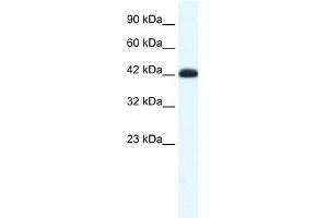 WB Suggested Anti-SLC2A4RG Antibody Titration: 0. (SLC2A4RG antibody  (Middle Region))