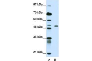 Western Blotting (WB) image for anti-Deformed Epidermal Autoregulatory Factor 1 (Drosophila) (DEAF1) antibody (ABIN2461907) (DEAF1 antibody)
