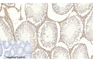 Immunohistochemical analysis of paraffin-embedded rat testis tissue. (AKT1 antibody  (pSer473))