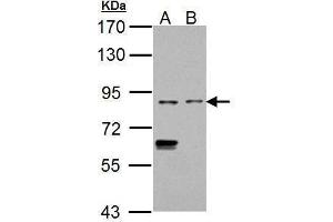 WB Image Sample (30 ug of whole cell lysate) A: K562 B: THP-1 7. (CD68 antibody)