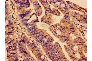 SMC4 antibody  (AA 406-501)