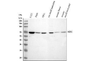 Western blot analysis of WDR1 using anti-WDR1 antibody (ABIN4886763).