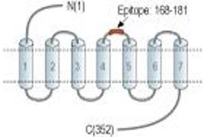 anti-Leukotriene B4 Receptor (LTB4R) (2nd Extracellular Loop), (AA 168-181) antibody