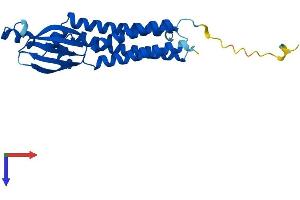 AlphaFold protein structure predicition of Human Recombinant CLRN2 Protein, UniprotID A0PK11 (Clarin 2 Protein (CLRN2) (AA 1-232) (His tag))