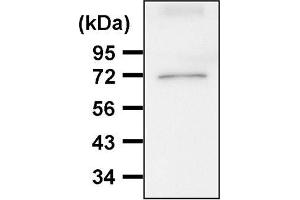 Western blot analysis of hsc70 expression in HeLa cells