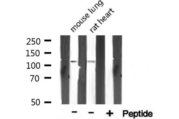 TAF4 antibody