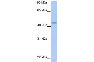 WB Suggested Anti-PNPLA5 Antibody Titration:  0. (PNPLA5 antibody  (C-Term))