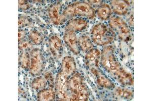 Used in DAB staining on fromalin fixed paraffin- embedded kidney tissue (CD90 antibody  (AA 1-161))