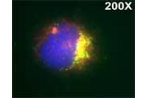 Isolated monocytes were stained with Lysotrack red followed by staining with Rabbit antibody to human myeloperoxidase (MPO): IgG (3µg/ml) for 1 hour at room temperature, washed and followed by staining with goat anti-rabbit antibody conjugated to Alexa 488 (Green) for 1 hr. (Myeloperoxidase antibody)