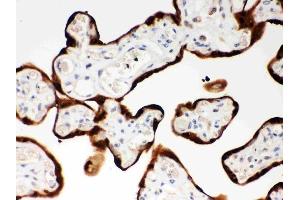 Anti-SerpinB2 Picoband antibody, (ABIN3043329),IHC(P)IHC(P): Human Placenta Tissue (SERPINB2 antibody  (AA 1-180))