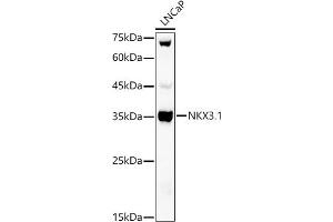 Western blot analysis of extracts of LNCaP cells, using NKX3. (NKX3-1 antibody)