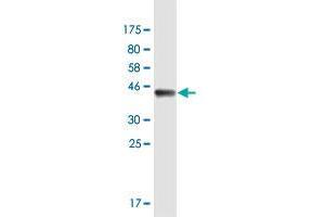 Western Blot detection against Immunogen (42. (CLEC2D antibody  (AA 1-154))