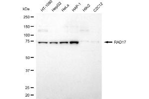 anti-RAD17 (RAD17) antibody