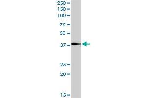 TCEA3 MaxPab polyclonal antibody. (TCEA3 antibody  (AA 1-348))