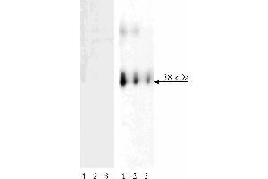 Western blot analysis of LAT (pY171) on human T lymphocytes.
