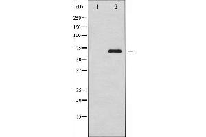 Western blot analysis of RelB expression in HepG2 whole cell lysates,The lane on the left is treated with the antigen-specific peptide. (RELB antibody  (C-Term))