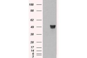 Image no. 2 for anti-Coronin, Actin Binding Protein, 1A (CORO1A) (C-Term) antibody (ABIN374350) (Coronin 1a antibody  (C-Term))