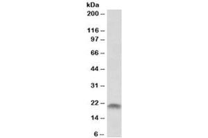 Western blot testing of human placenta lysate with SPINT2 antibody at 1ug/ml. (SPINT2 antibody)