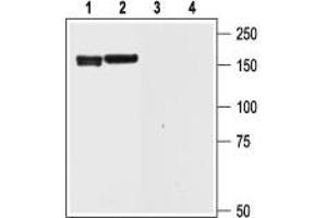 Western blot analysis of rat brain (1 and 3) and cortex (2 and 4) lysate: - 1,2. (KCNH6 antibody  (Intracellular))