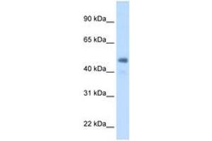 Image no. 1 for anti-Fibrinogen gamma Chain (FGG) (AA 301-350) antibody (ABIN205040) (FGG antibody  (AA 301-350))