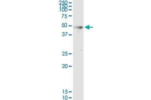 Hepsin antibody  (AA 40-417)