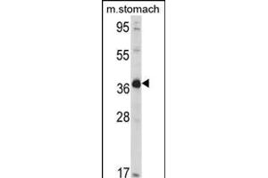 Western blot analysis of hNAGK- (R) in mouse stomach tissue lysates (35 μg/lane).